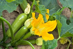 Travaux et semis de graines de légumes dans le jardin potager